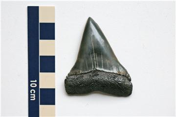 美國 寬齒鯖鯊Isurus hastalis Tooth Fossil牙齒化石! 精品收藏 53mm