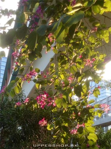 香港11月紫荊花盛開