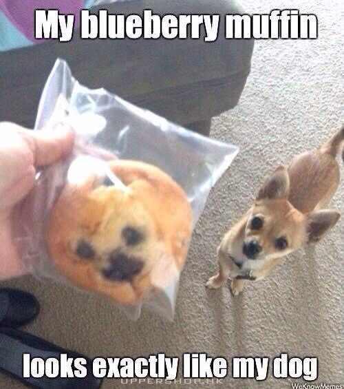 my muffin & my dog