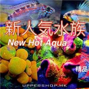 新人氣水族 New Hot Aqua