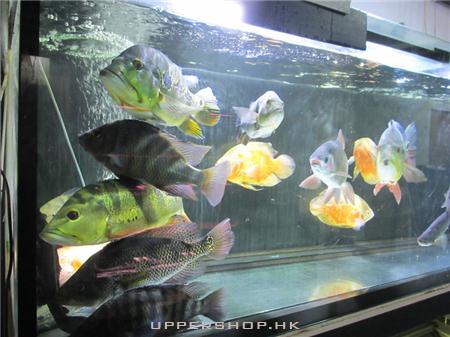 Focus 熱帶觀賞魚 商舖圖片6