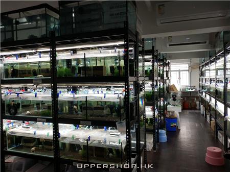 悠蝦舍 Aqua Shrimp - Geilee Hong Kong 商舖圖片1