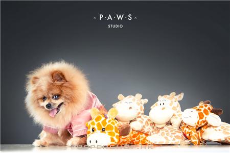 PAWS Studio 寵物攝影 商舖圖片1