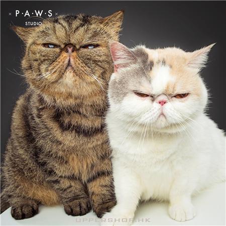 PAWS Studio 寵物攝影 商舖圖片2