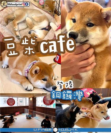 豆+柴 Cafe 商舖圖片5