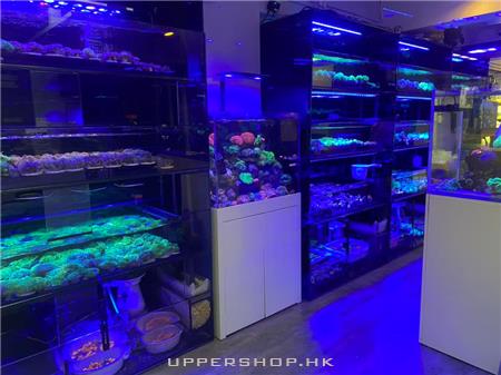 新人氣水族