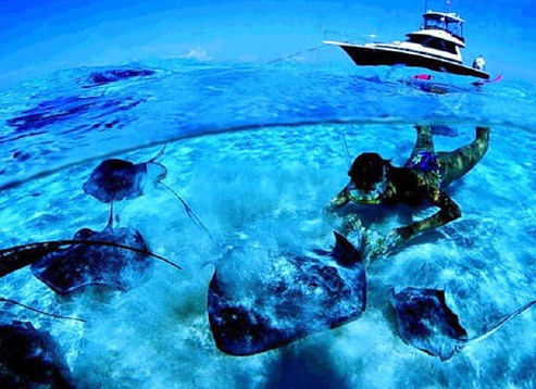 馬爾代夫潛水